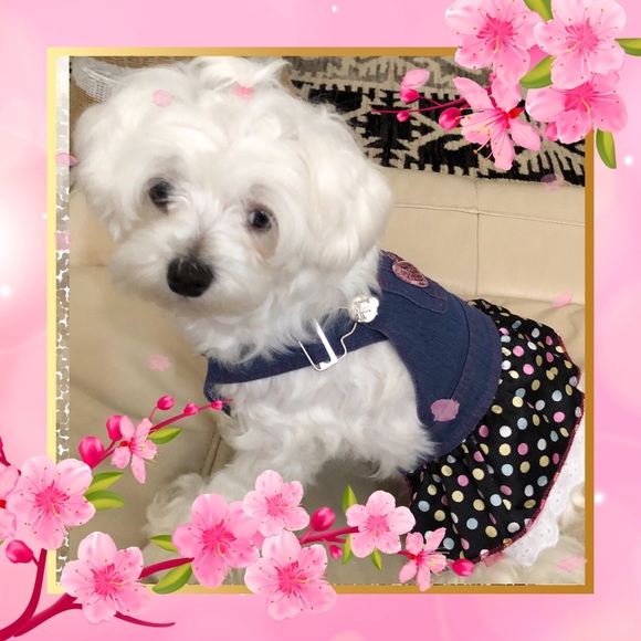 🌹🐾MEET ZARA, MY POSH ASSISTANT🐾🌹 - Picture 4 of 5